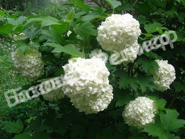 Калина Бульденеж