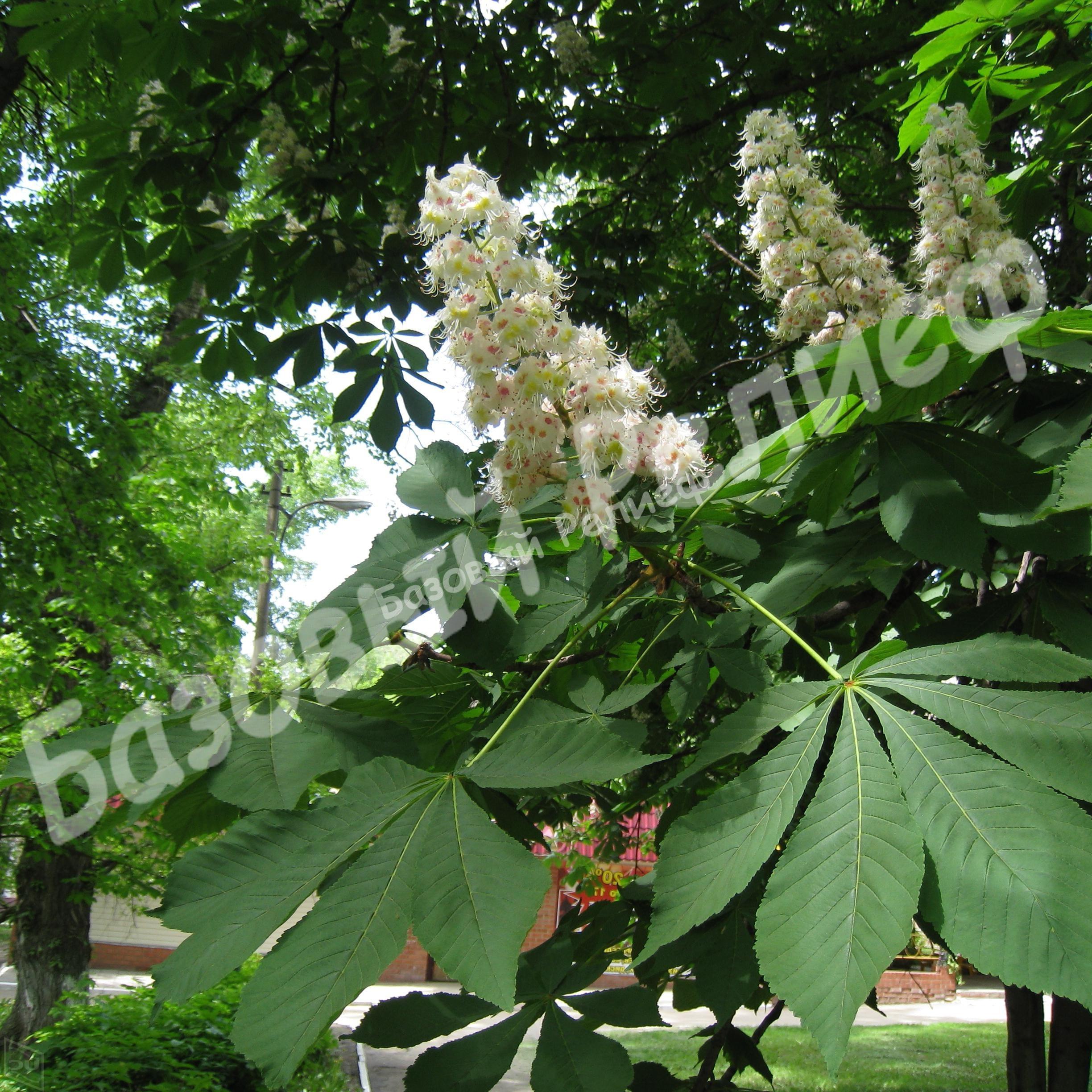 Каштан Конский