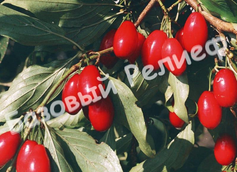 Кизил Светлячок