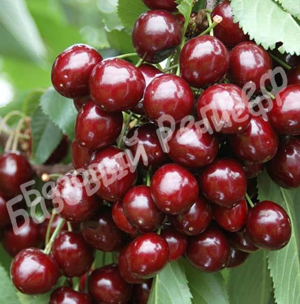 Колоновидная черешня Сильвия