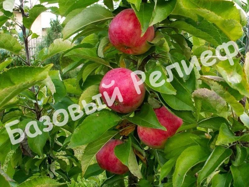 Яблоня Арбат