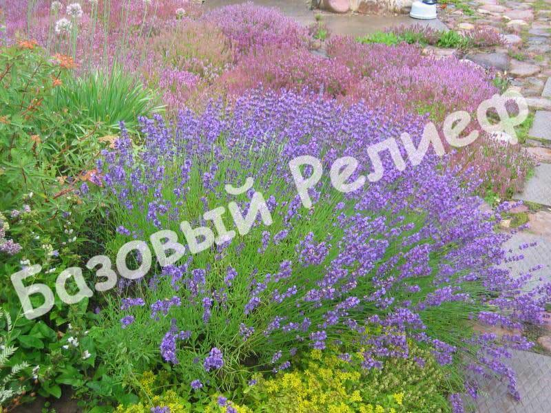 Лаванда (узколистная) Южанка