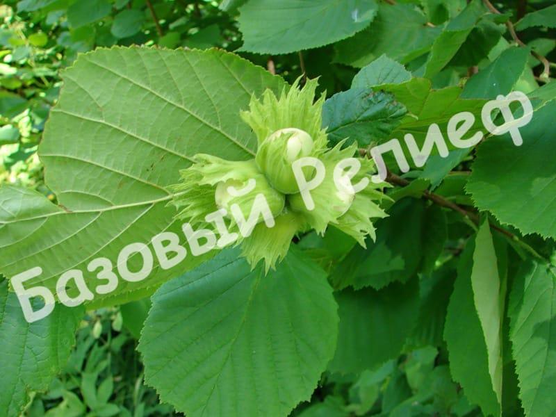 Фундук Первенец