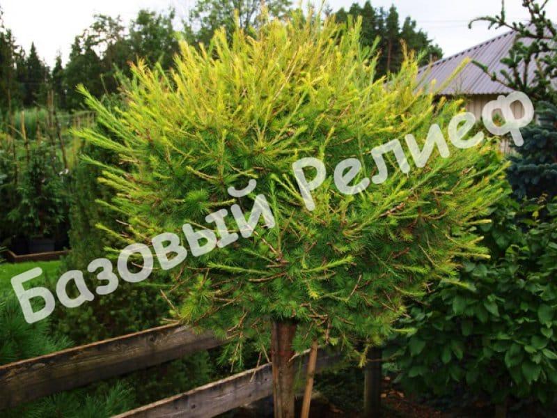 Лиственница Корник