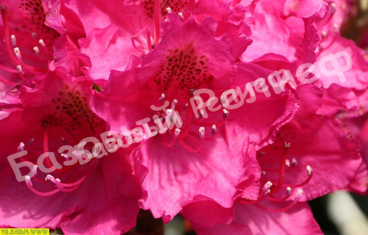 Рододендрон Фантастика