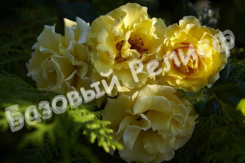 Роза парковая Чайнатаун