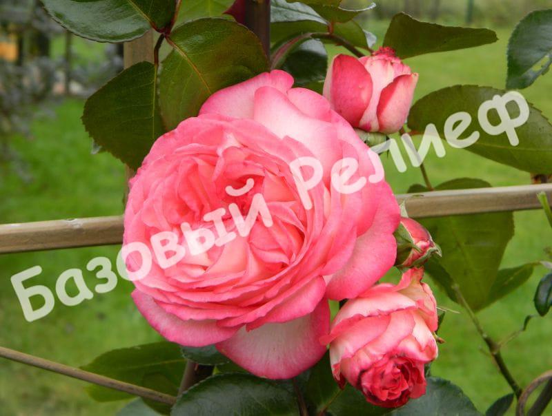 Роза Антик