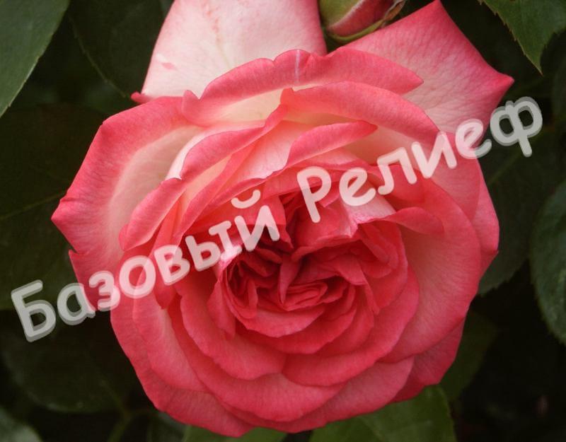 Роза Антик