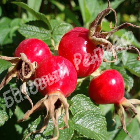 Шиповник Крупноплодный