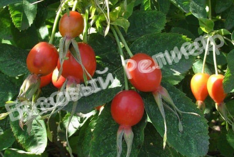Шиповник Витаминный