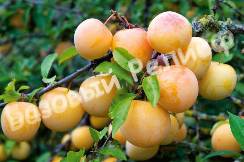 Слива Мирабель