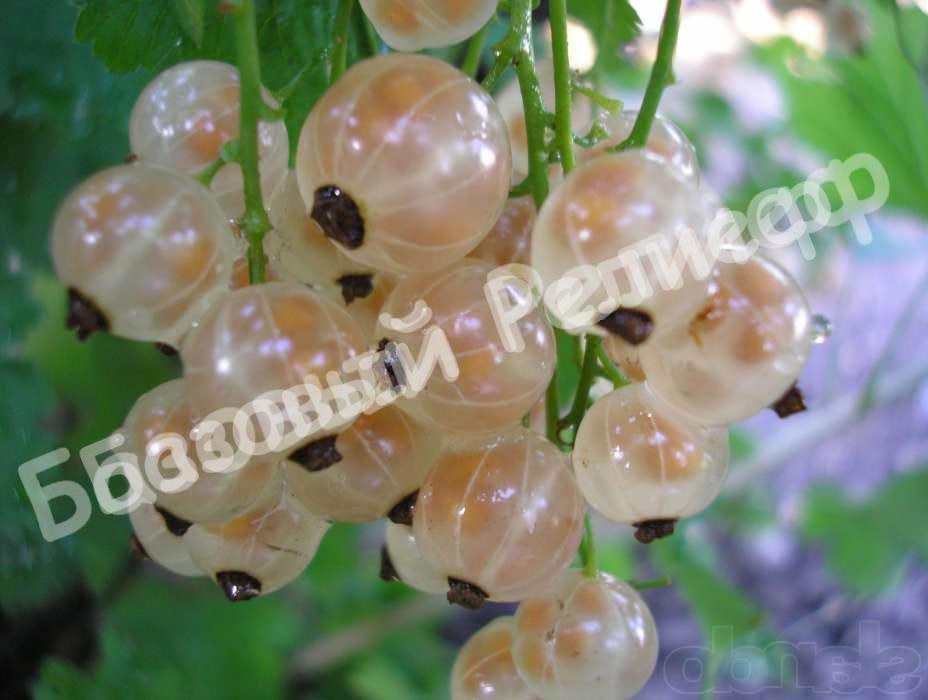 Белая смородина Виноградная