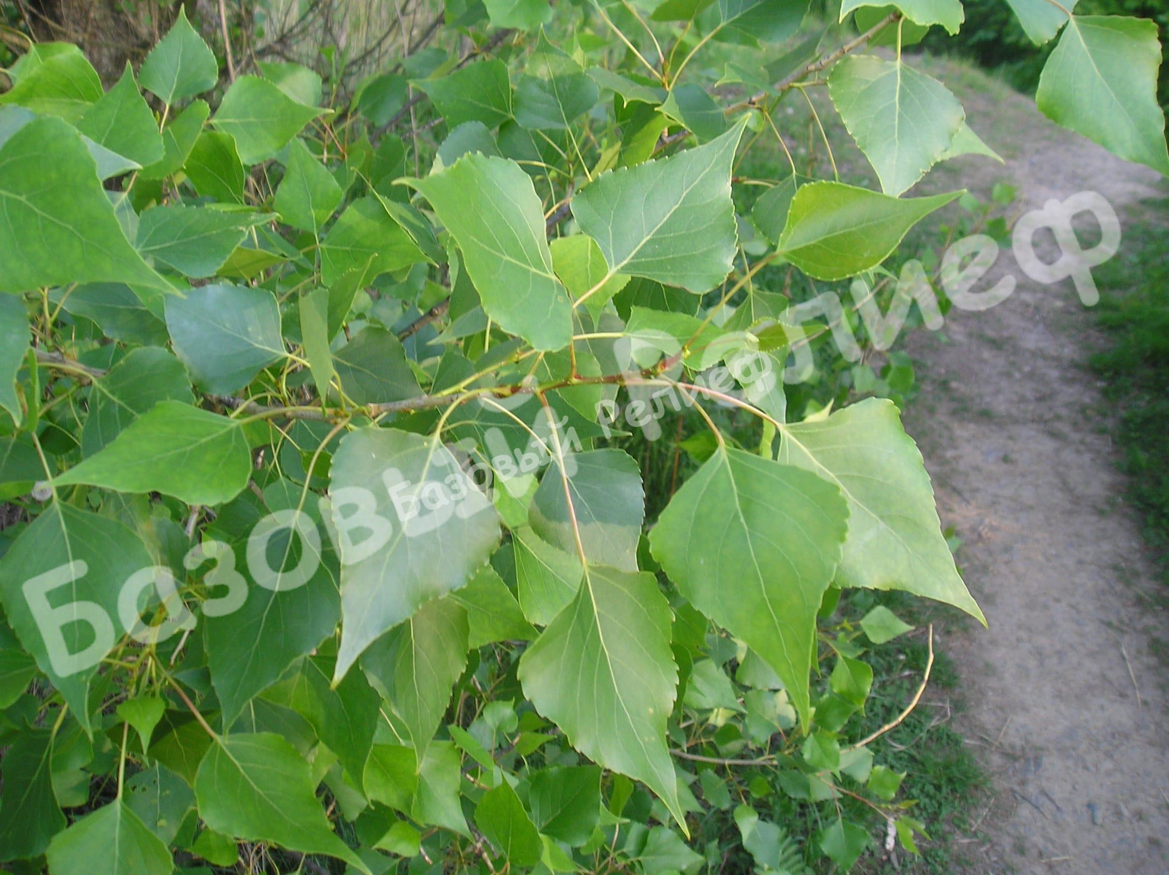 Тополь Populus