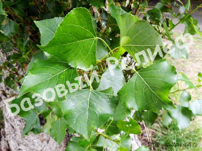 Тополь Populus