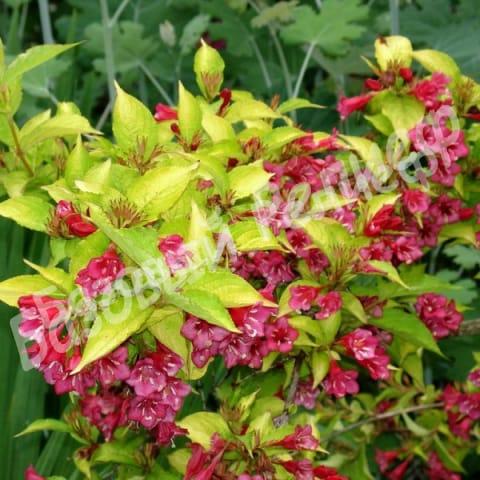 Вейгела гибридная Олимпиада
