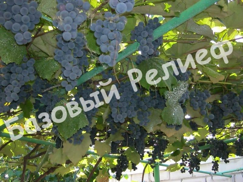 Виноград Изабелла