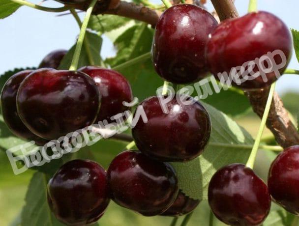 Вишня Харитоновская