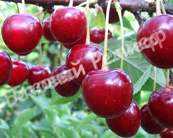 Вишня Харитоновская