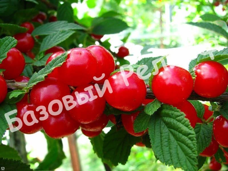 Войлочная вишня Лето