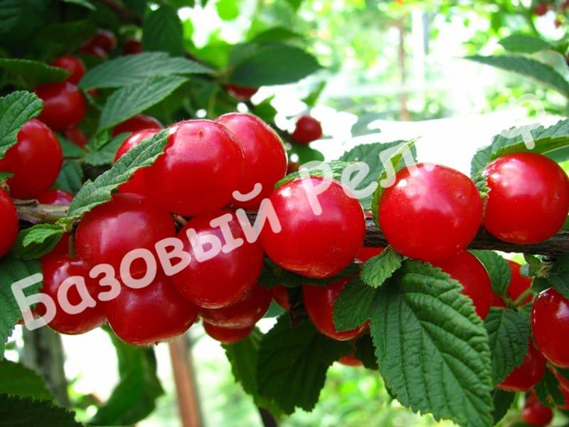 Войлочная вишня Сказка