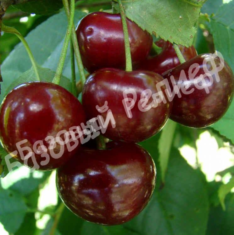 Вишня Восторг