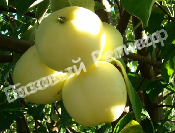 Яблоня Китайка золотая
