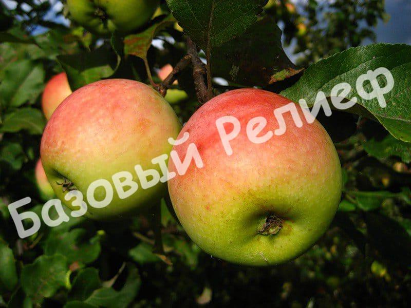 Яблоня Северный Синап