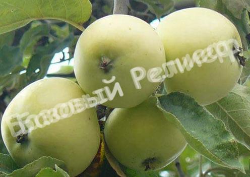 Яблоня Белый Налив