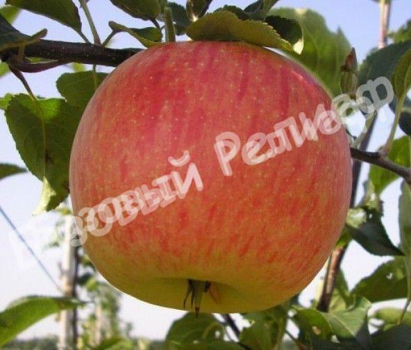 Яблоня Орловское полосатое