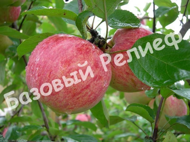 Яблоня Коричное полосатое