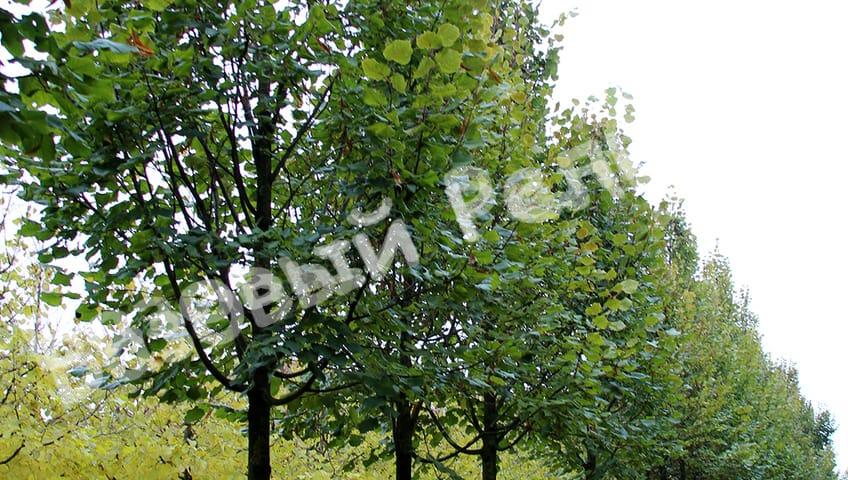 Липа крупнолистная Orebro