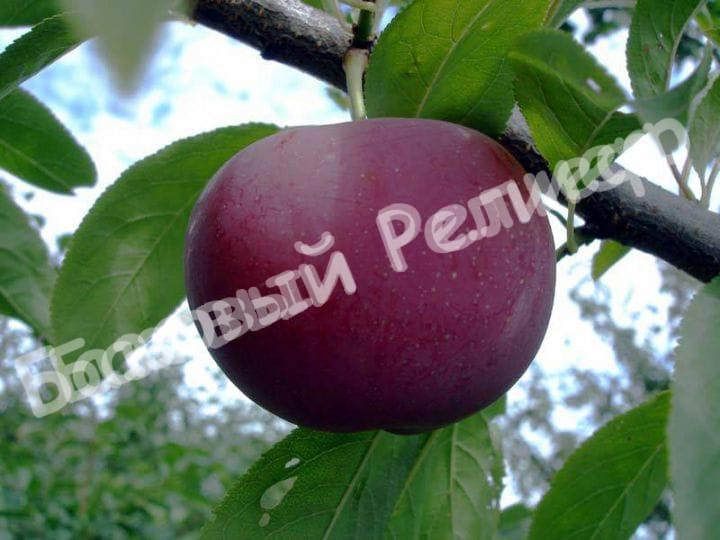 Слива Ренклод черный