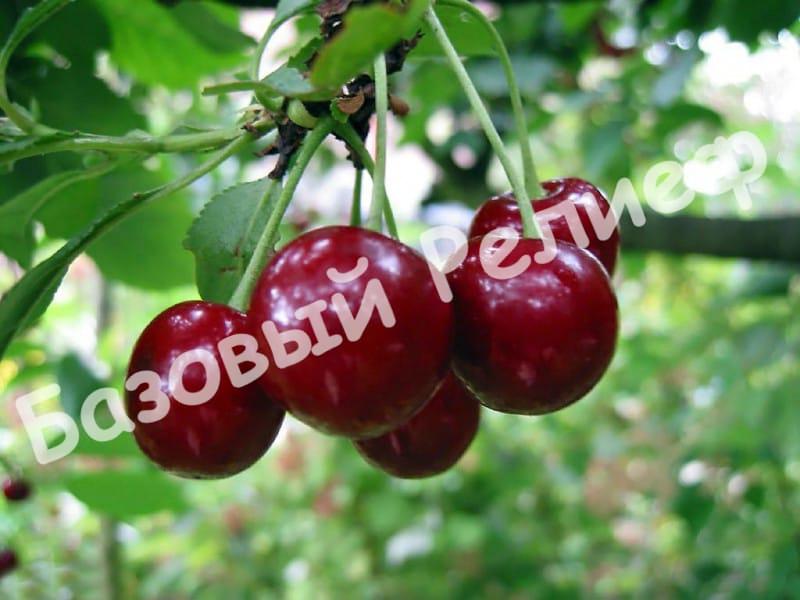 Вишня Молодежная