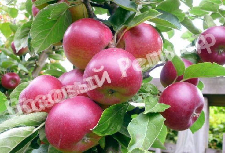 Саженцы яблони Орлик