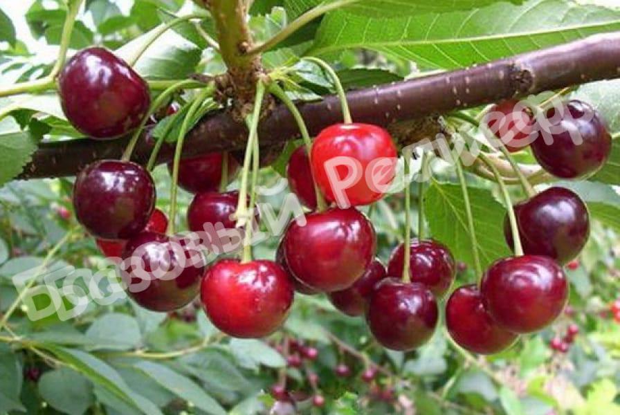 Войлочная вишня Мечта