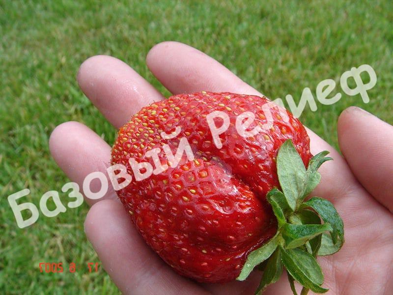 Клубника Гигантелла