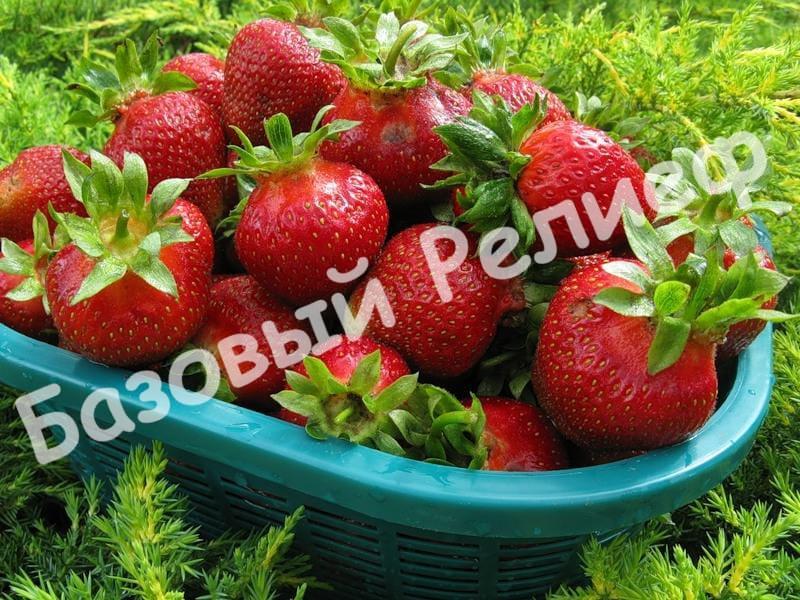 Клубника Кардинал
