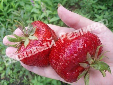 Клубника Мармелада