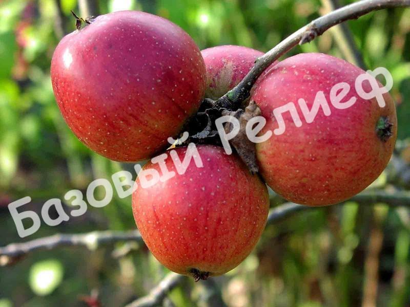 Саженцы яблони Орлик