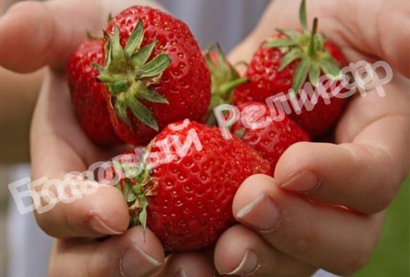 Клубника Симфония