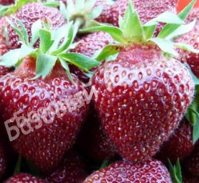 Клубника Чёрный принц