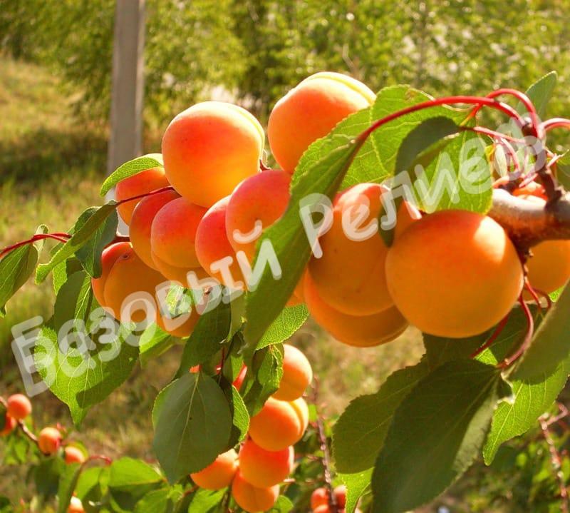 Абрикос Краснощекий