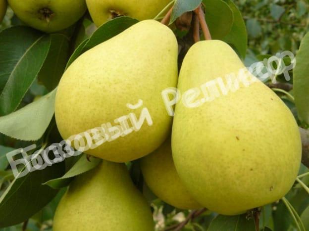 Груша Велеса