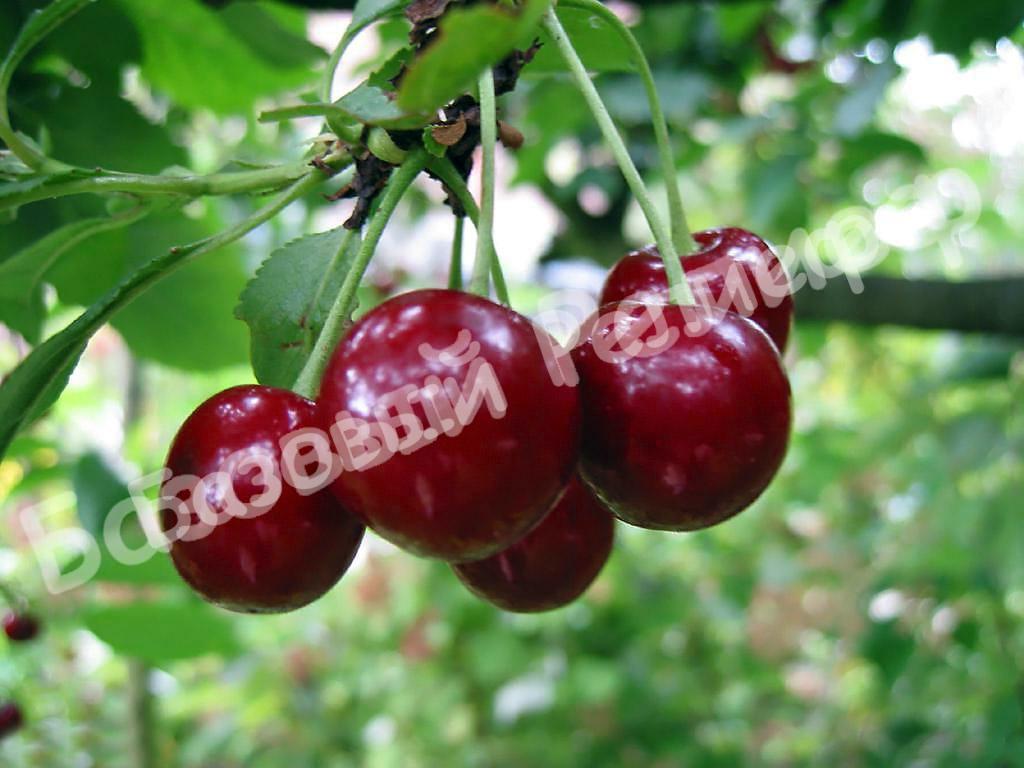 Вишня Владимирская