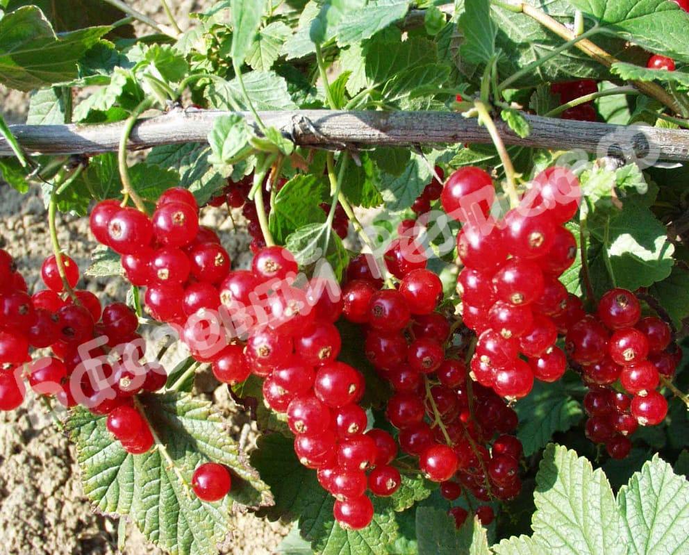 Красная смородина Альфа