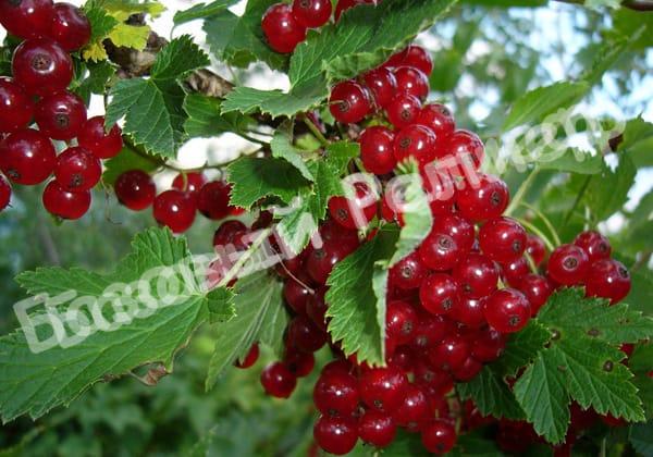 Красная смородина Голландская