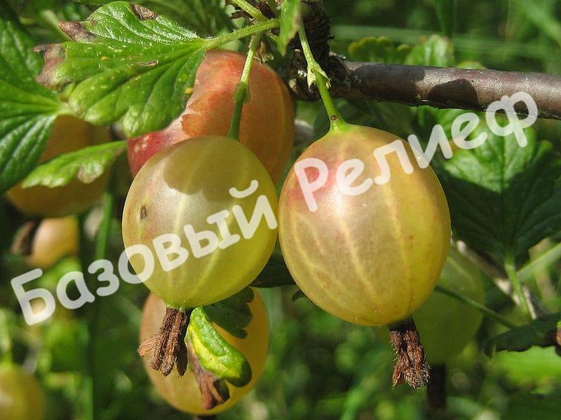 Крыжовник Пушкинский