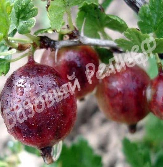 Крыжовник Финик
