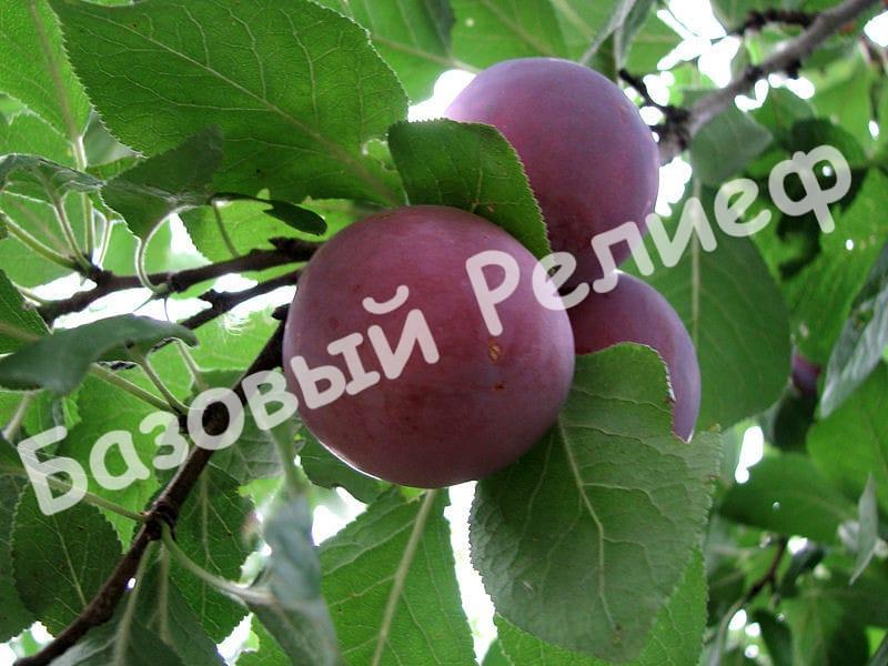 Слива Ренклод черный