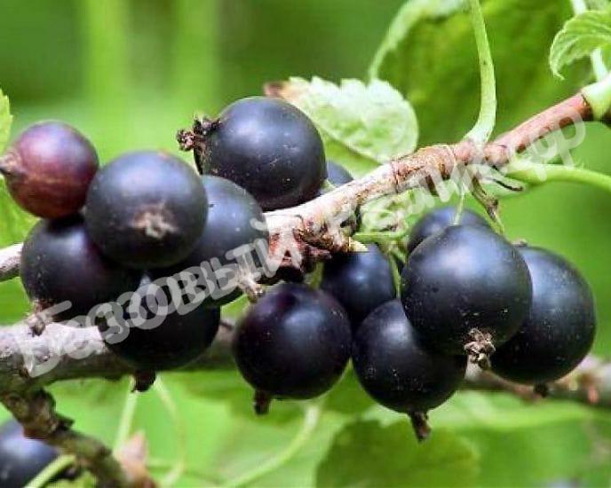 Черная смородина Ленинградский великан